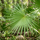 Saw palmetto